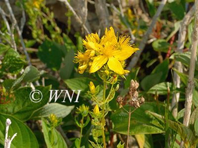 Common St. John's-wort (Hypericum perforatum)